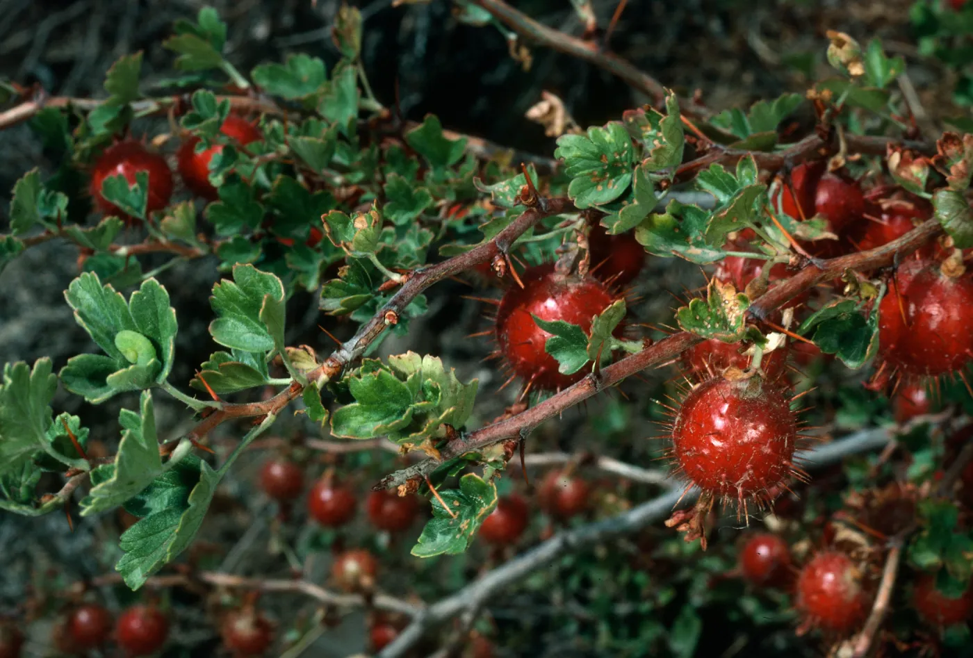 Ribes (Currant, Gooseberry ), Mineral King