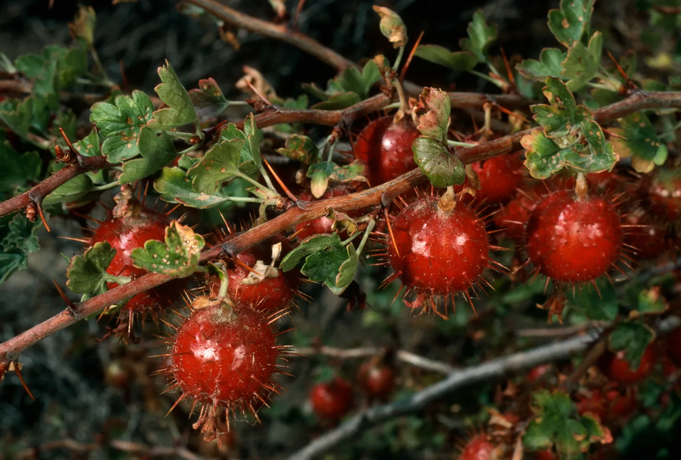 Ribes (Currant, Gooseberry ), Mineral King