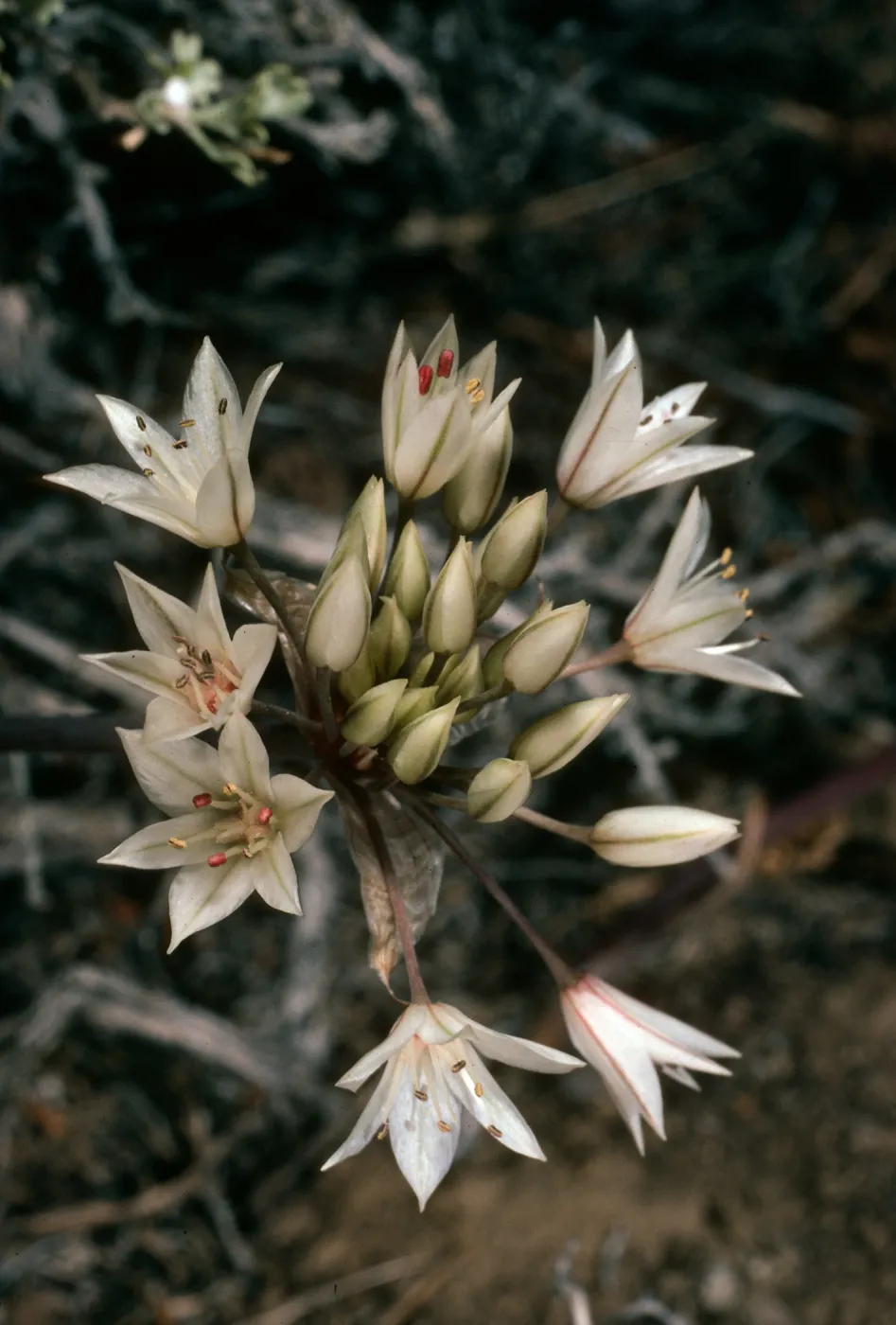 Allium nevadense var. cristatum, N of Saline Valley