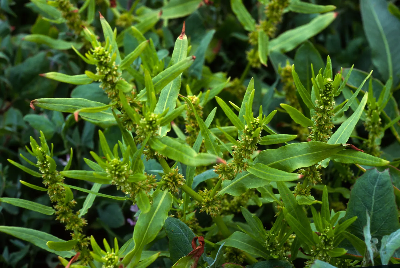 Rumex fueginus, Charcoal Cove, S. Miguel I.
