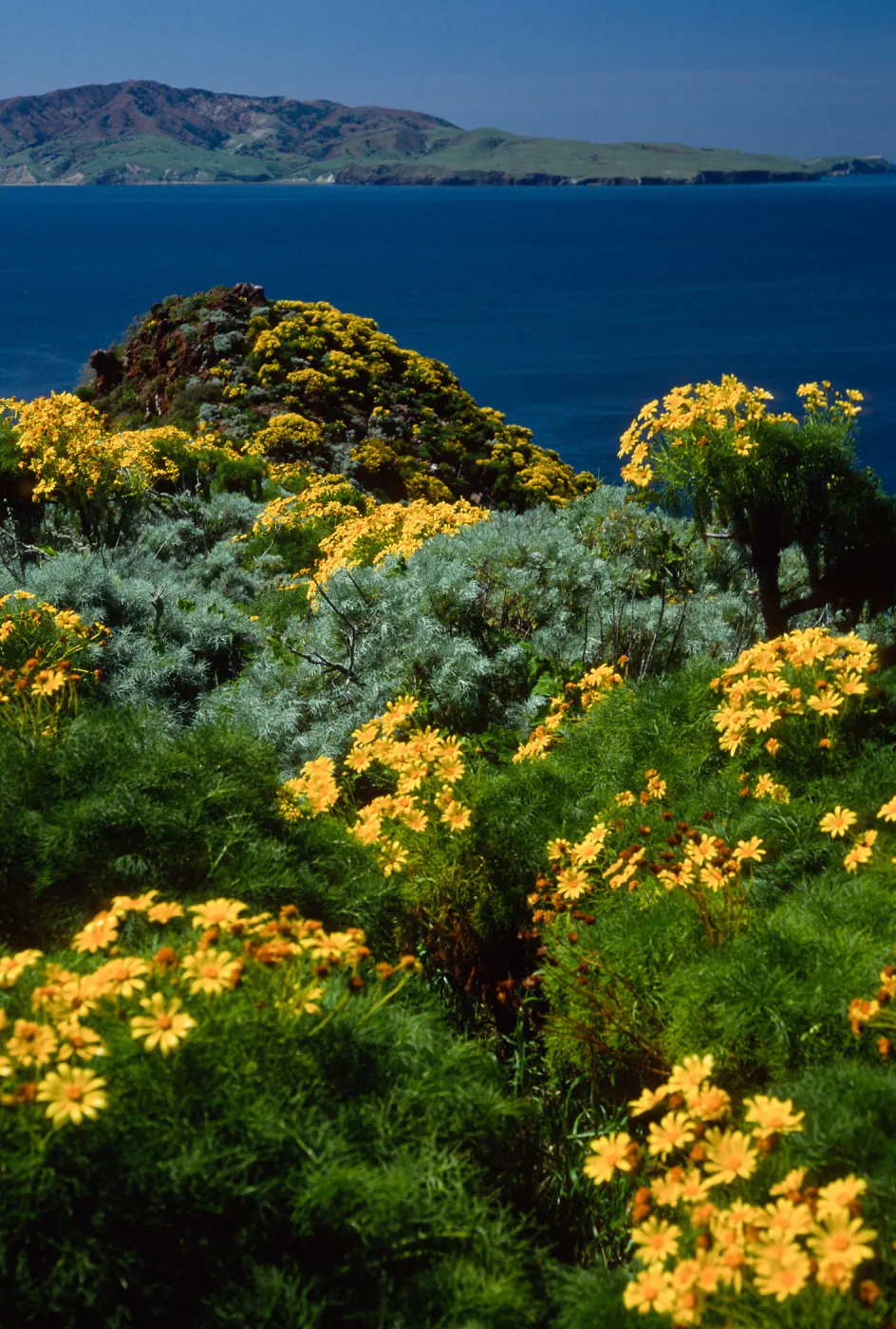 Coreopsis gigantea, view of Santa Cruz Island from W. Anacapa Island