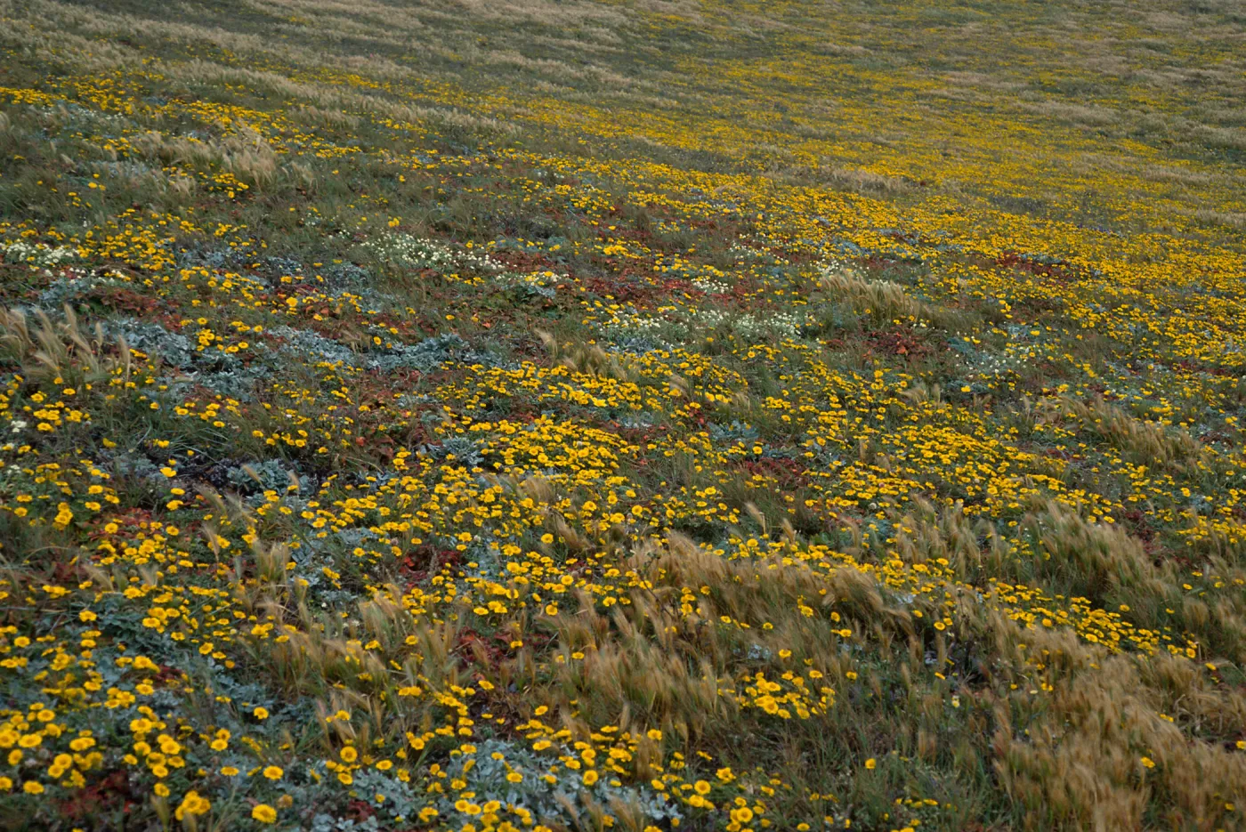 Layia (tidy tips), W side of Carrington Point, Santa Rosa Island