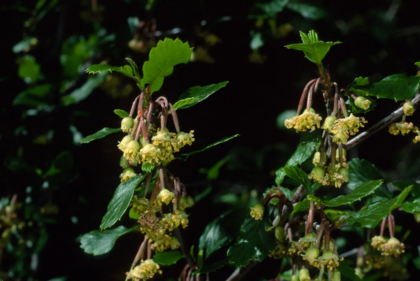 Cercocarpus betuloides, SBBG meadow border