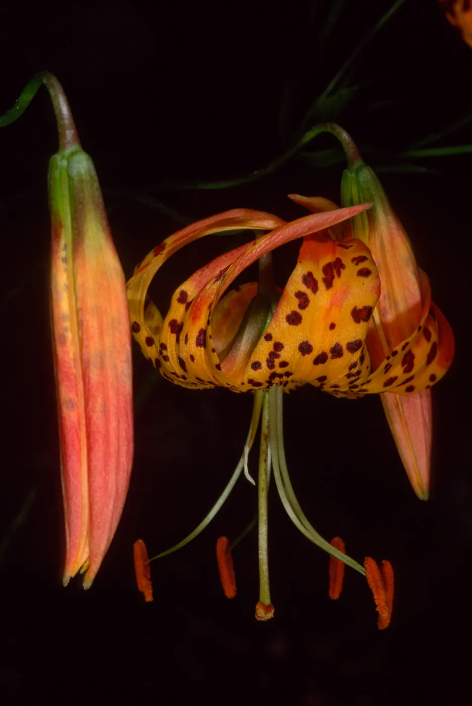 Lilium pardalinum ssp. pardilinum, SBBG Arroyo