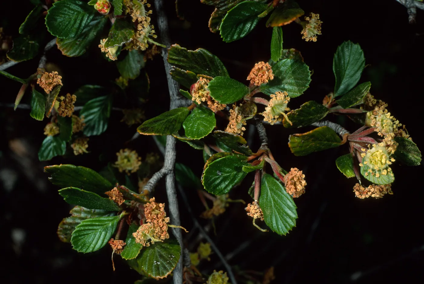 Cercocarpus betuloides, Tunnel trail
