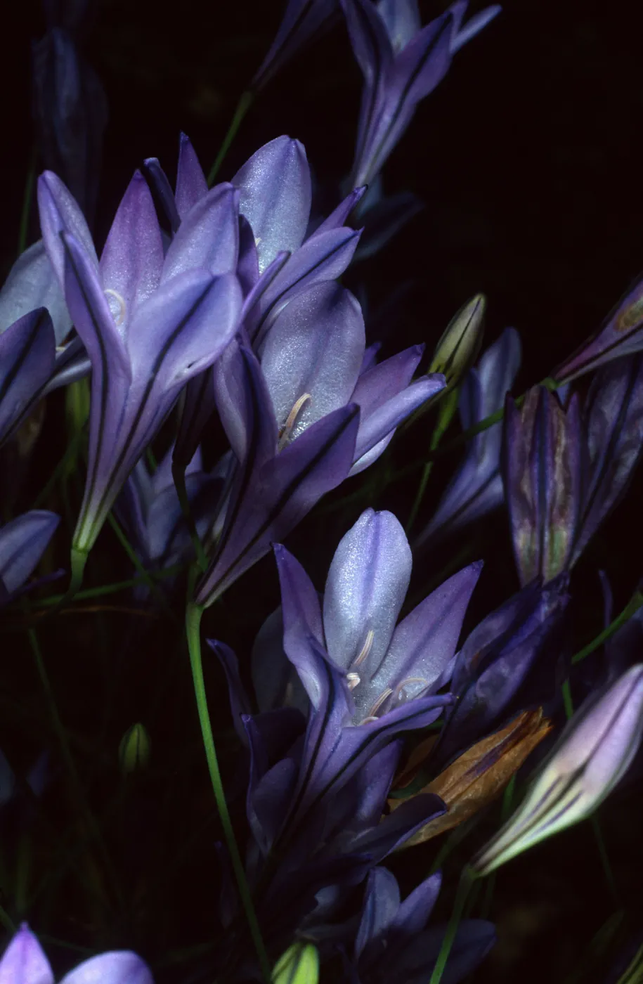 Triteleia laxa, SBBG