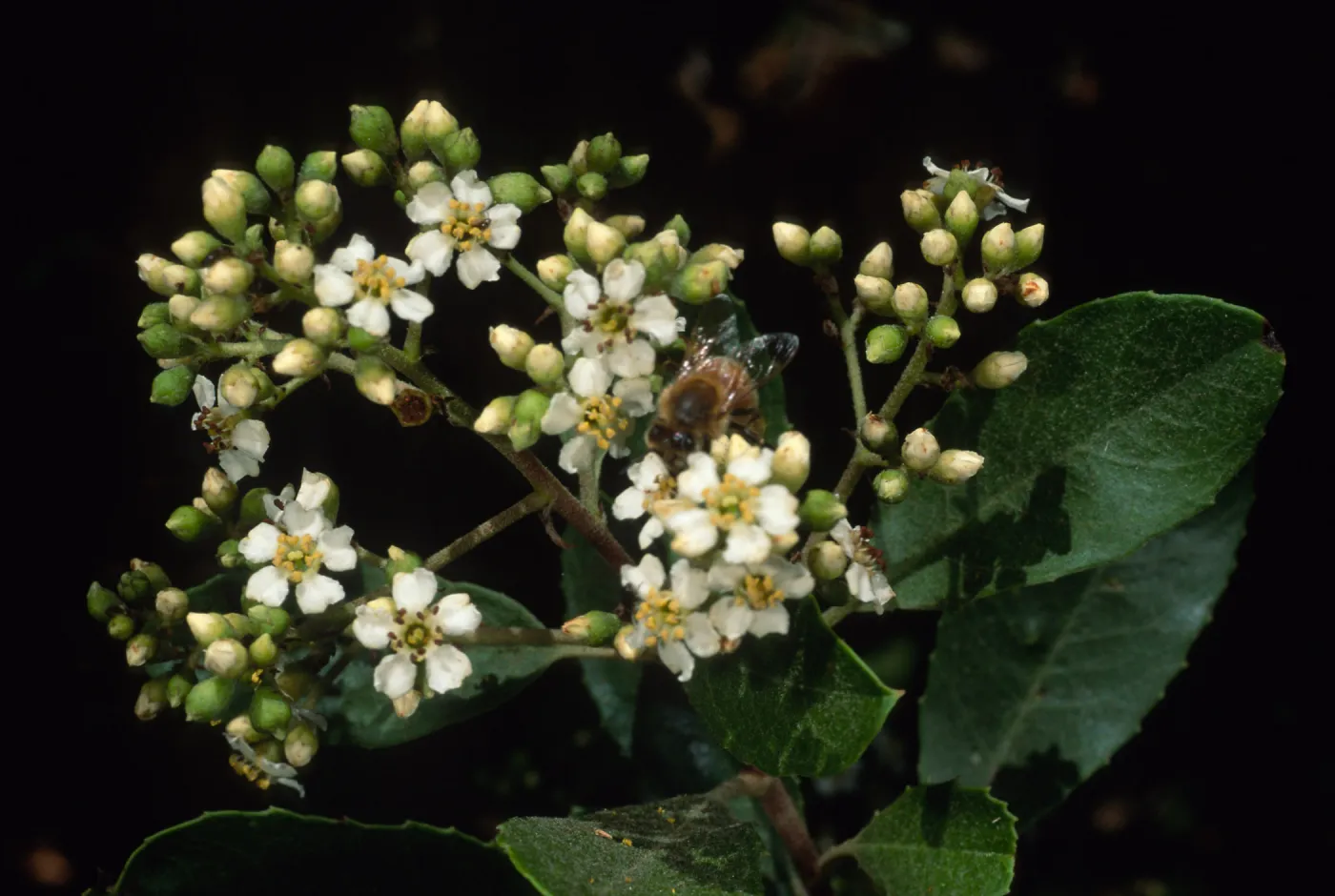 Heteromeles arbutifolia, SBBG