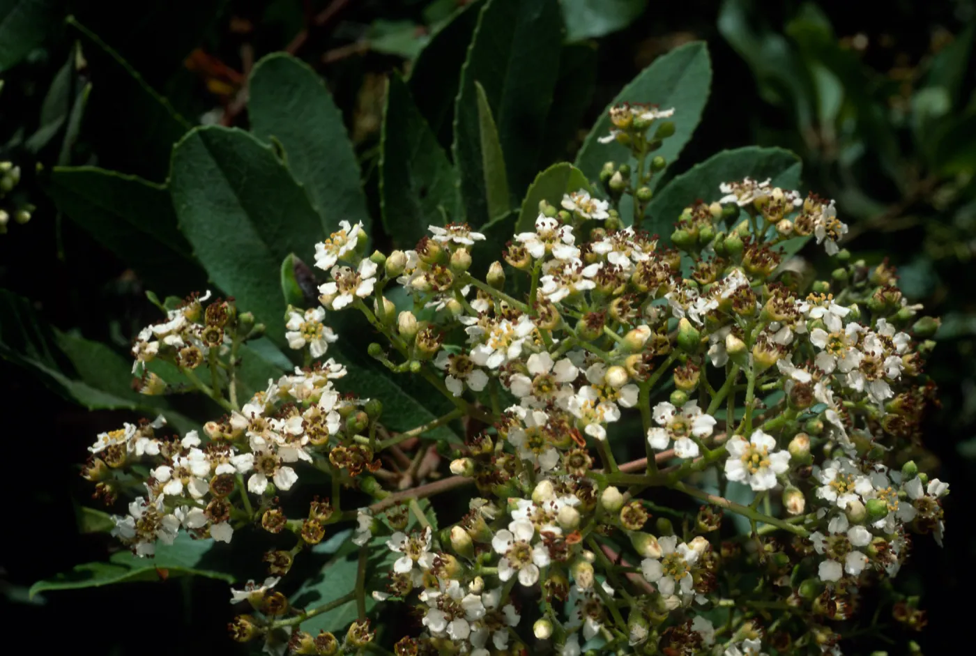 Heteromeles arbutifolia, SBBG