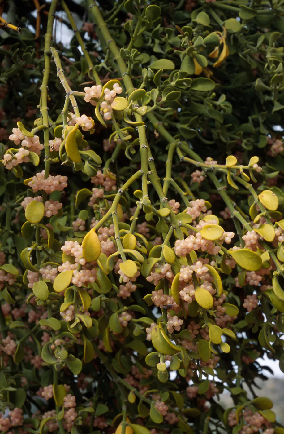 Phoradendron villosum on Quercus johntuckeri, Mesa Spring Camp