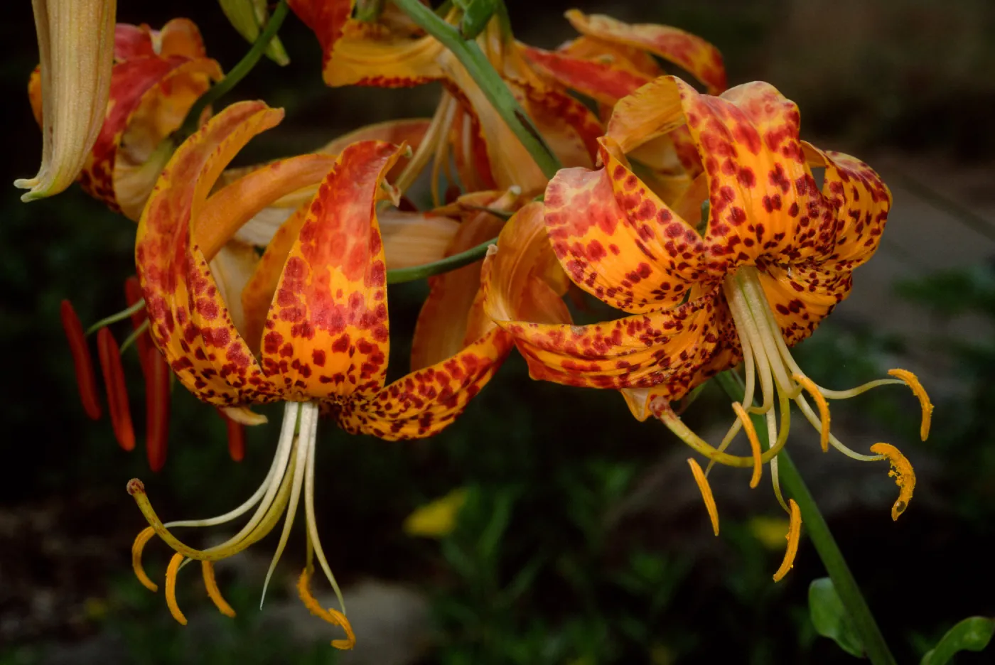 Lilium washingtonianum, SBBG 
