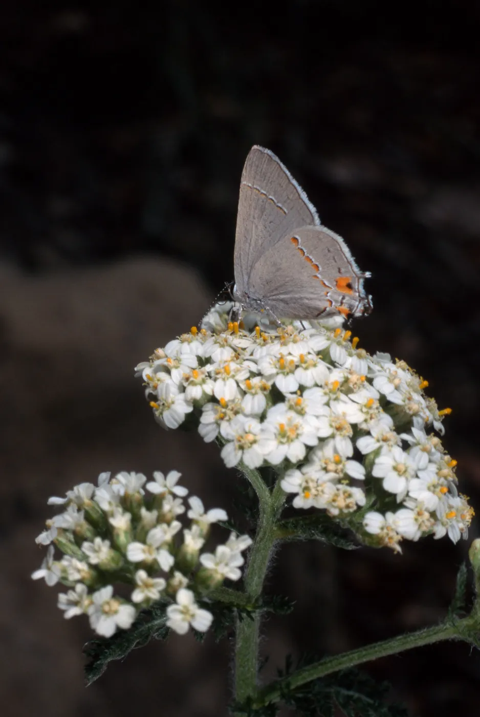 Butterfly on Achillea millefolium, SBBG