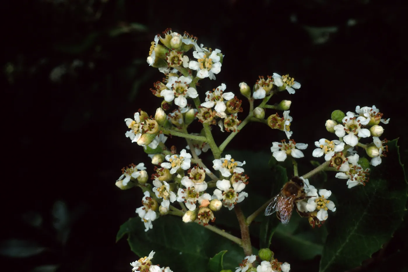 Heteromeles arbutifolia, SBBG