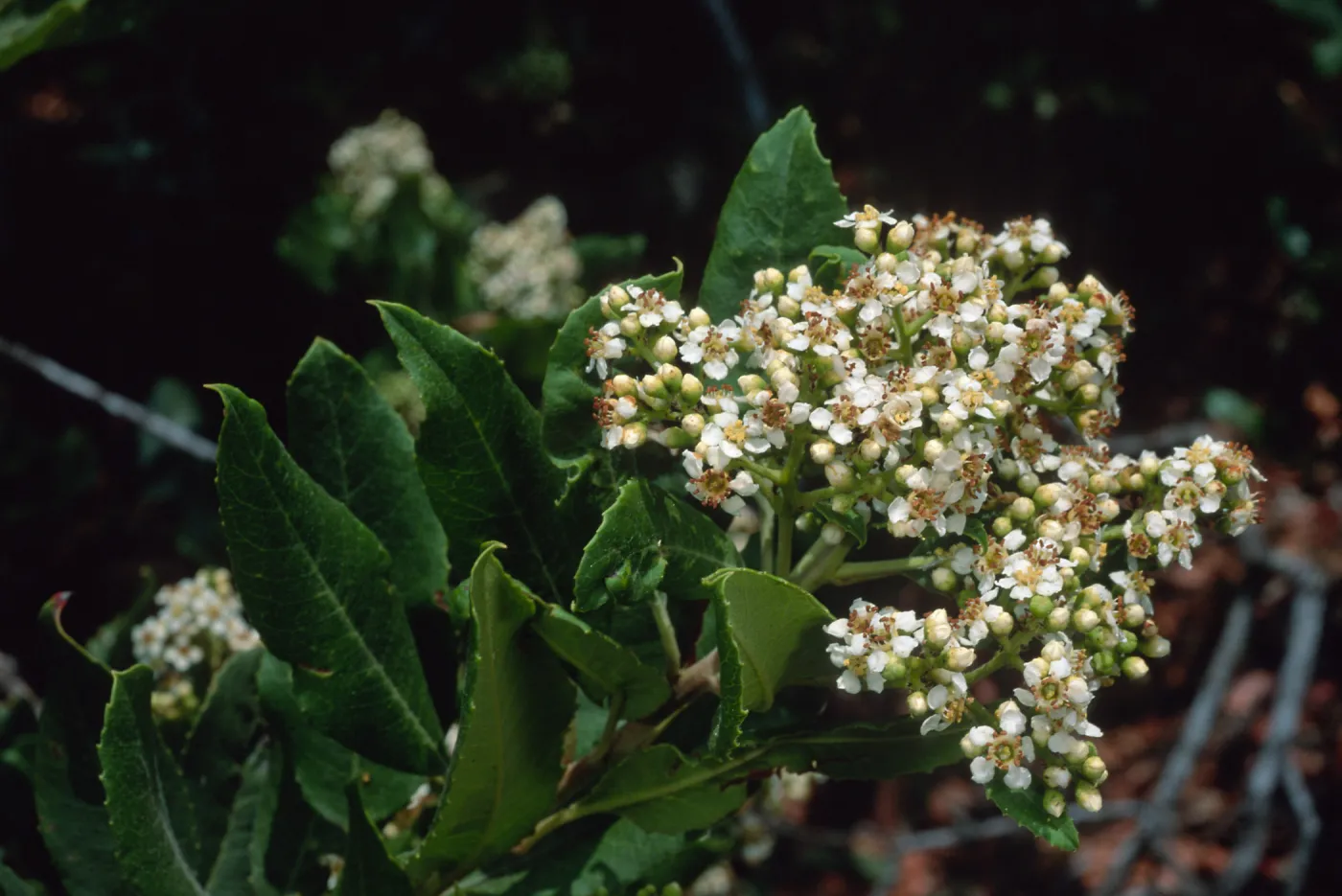 Heteromeles arbutifolia, SBBG