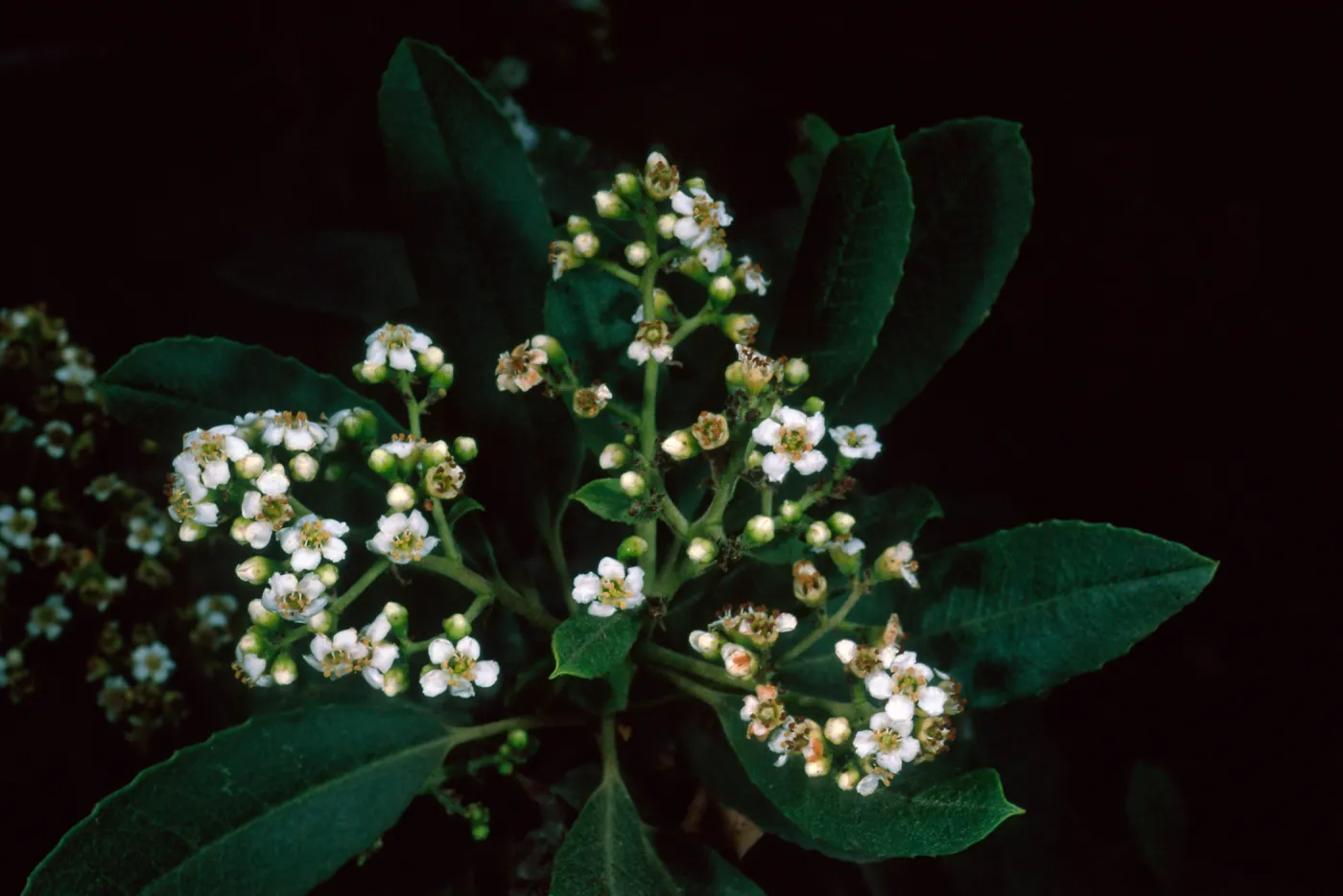 Heteromeles arbutifolia, SBBG