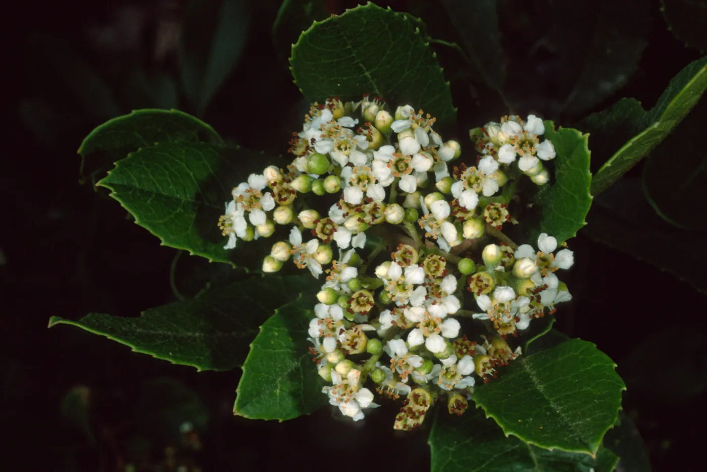 Heteromeles arbutifolia, SBBG