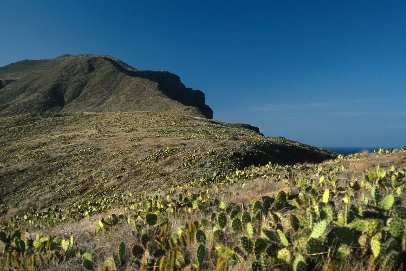 Opuntia oricola