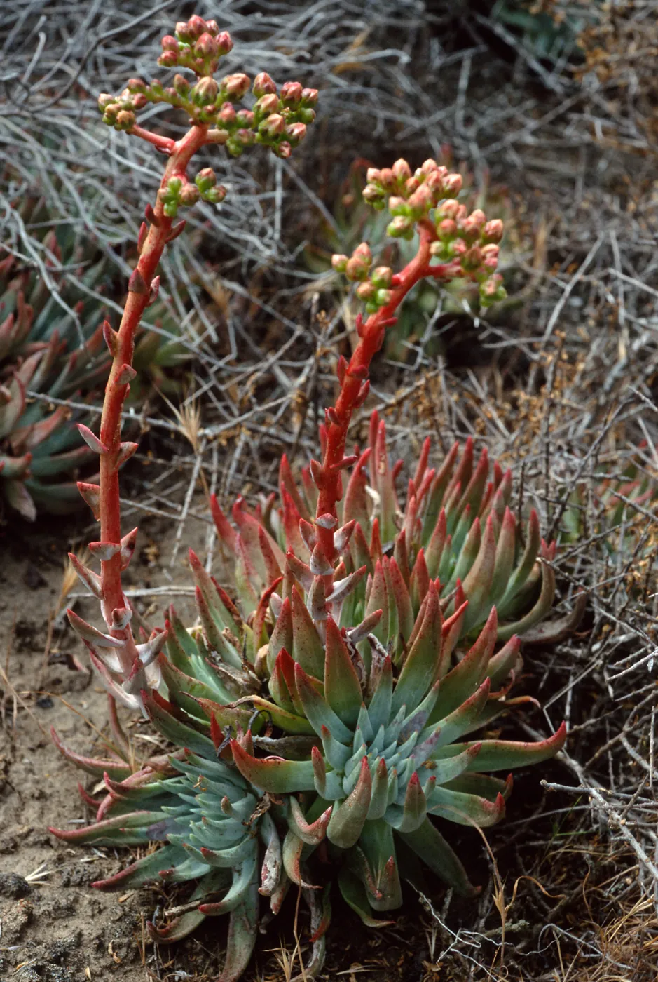 Dudleya virens 