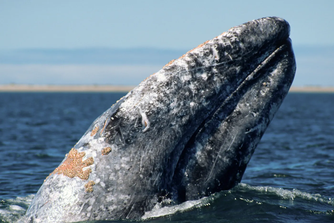 Gray whale, San Ignacio Lagoon, Baja