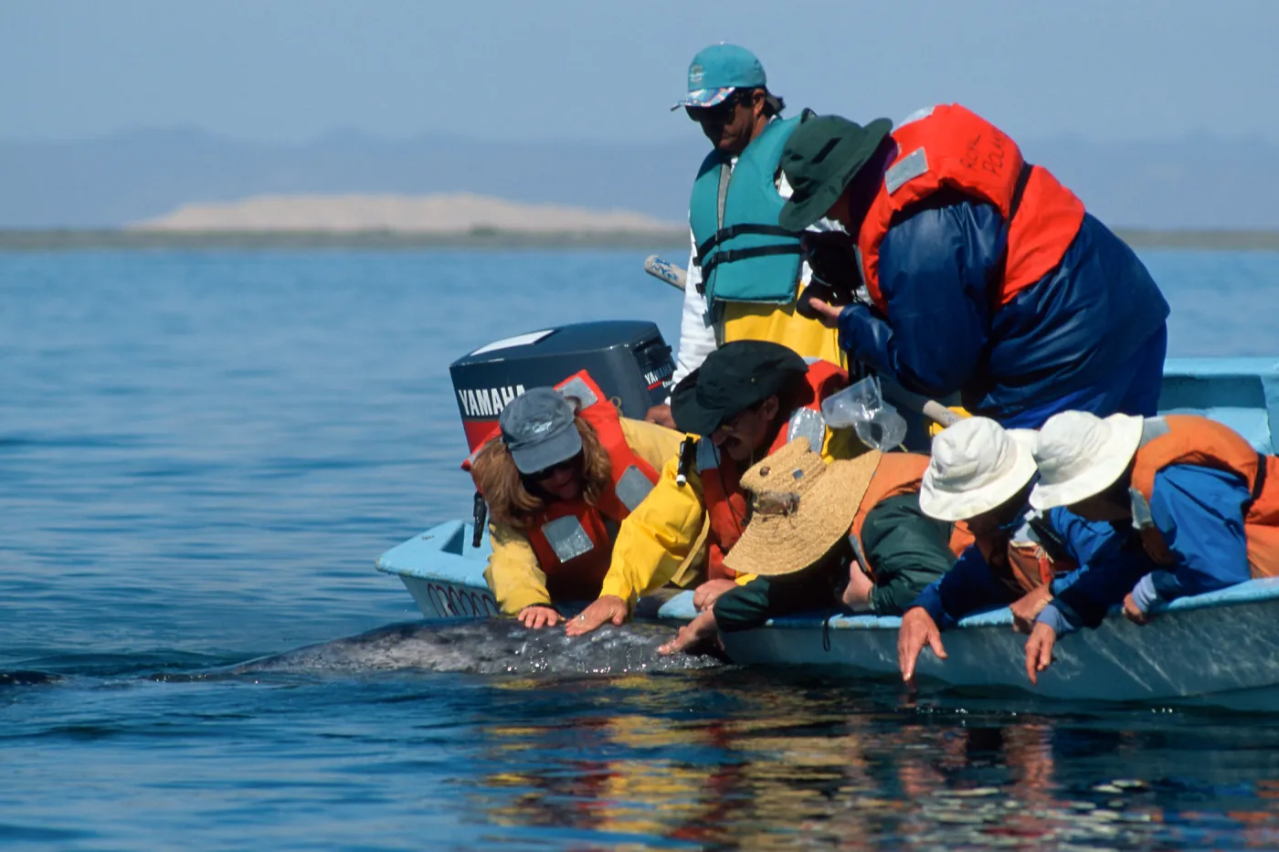 Gray whale, San Ignacio Lagoon, Baja