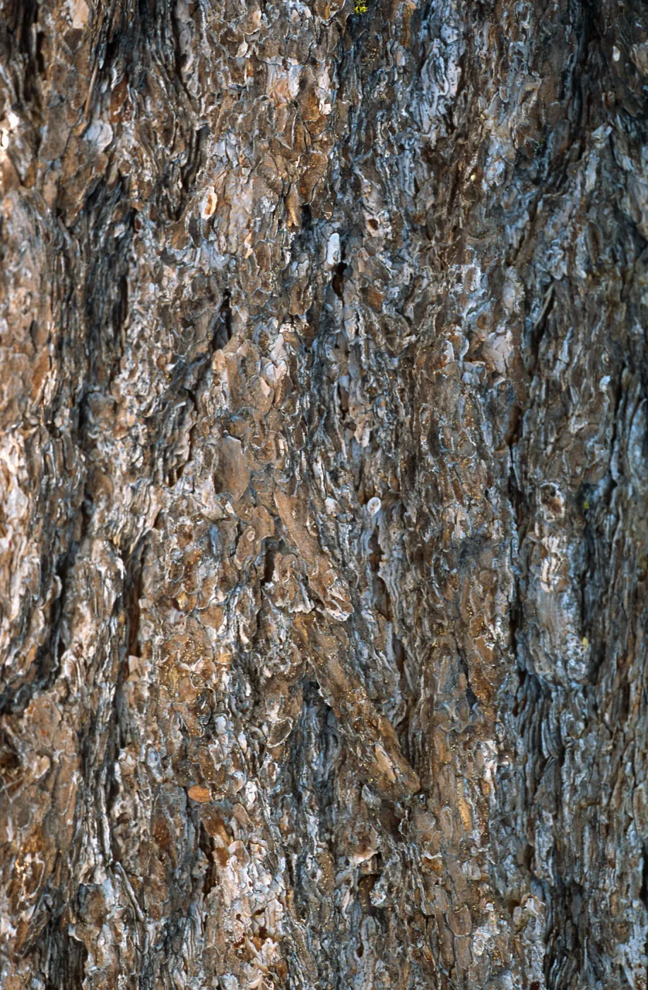 Pinus monophylla bark, Mesa Sprgs. Trail, LPNF