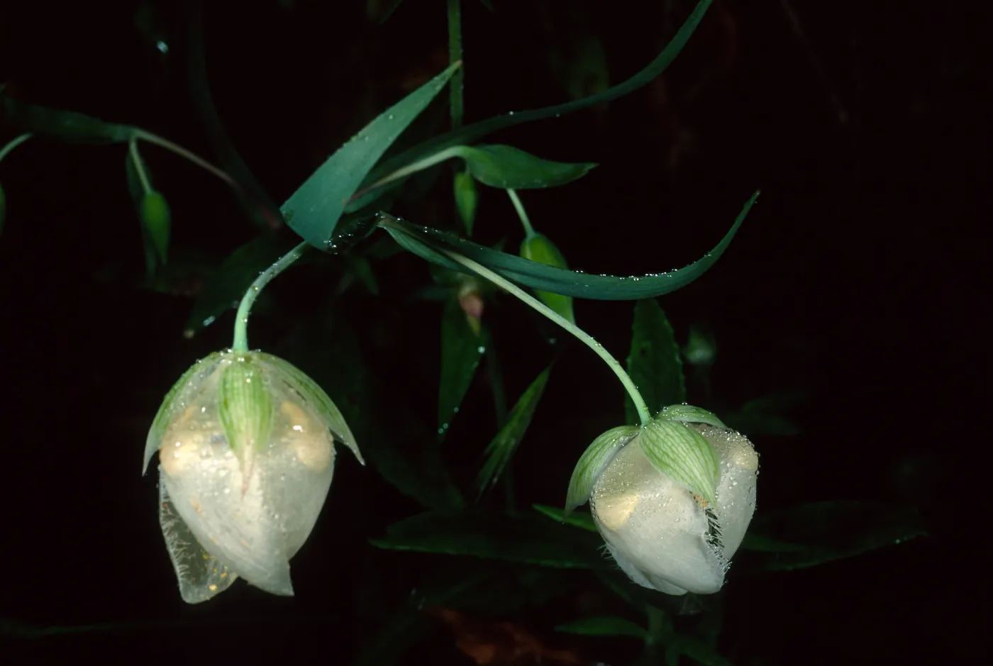 Calochortus albus, Refugio Pass