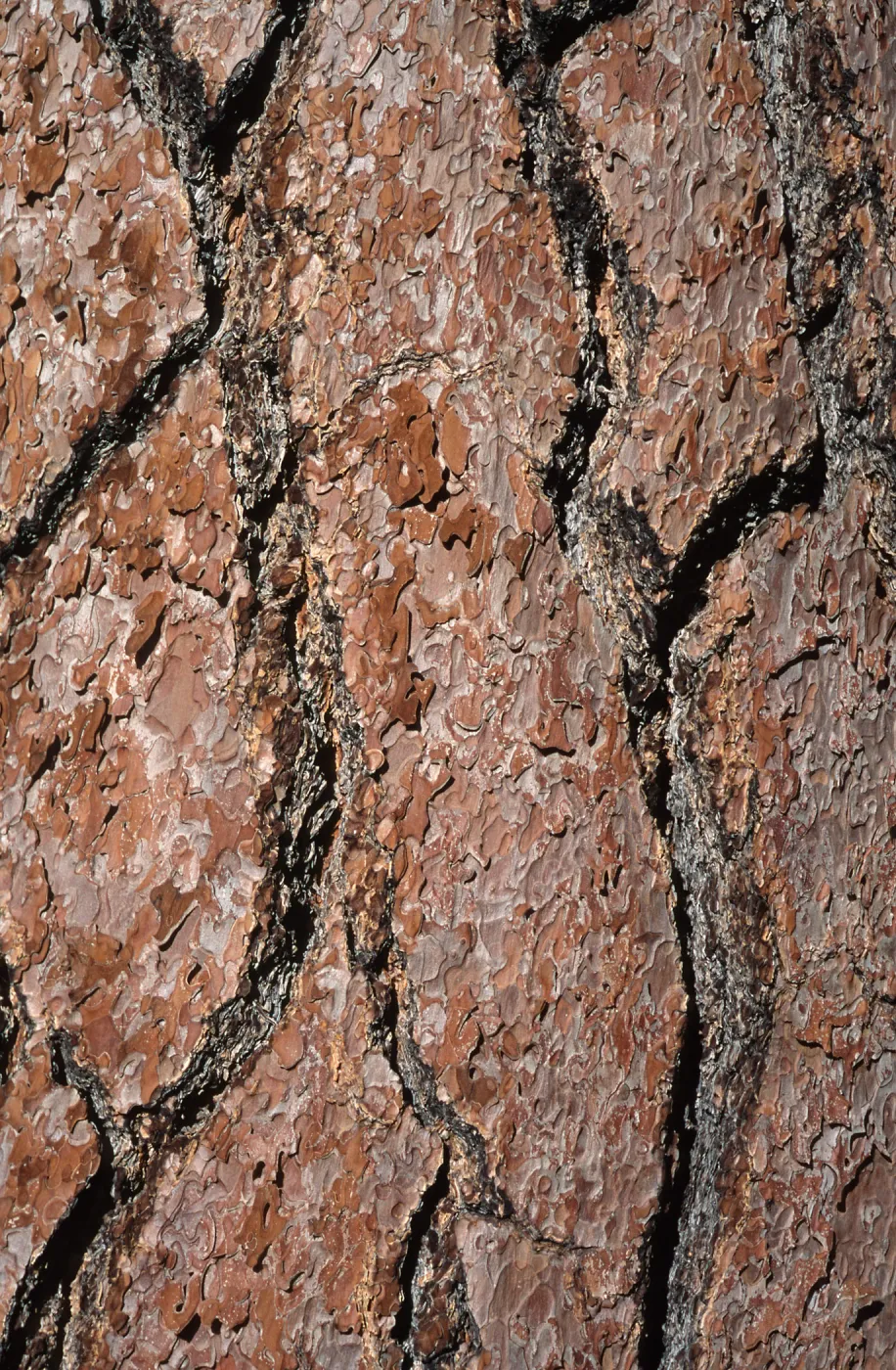 Pinus jeffreyi bark