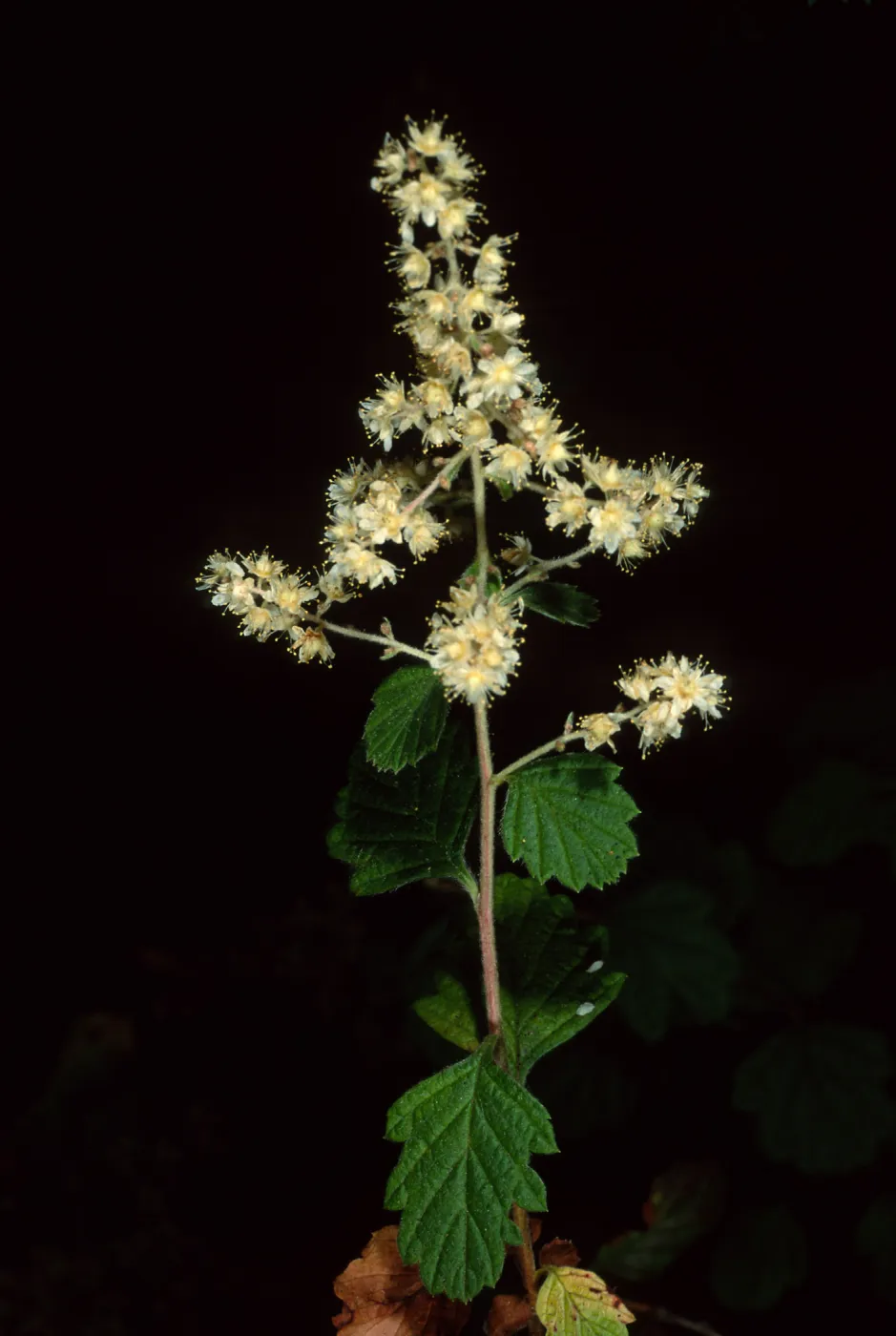 Holodiscus discolor, SBBG arroyo