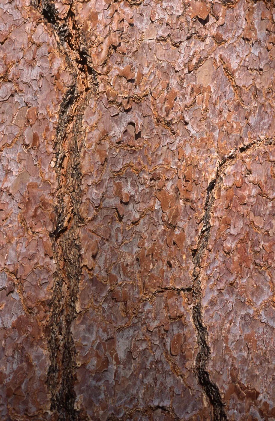 Pinus jeffreyi bark