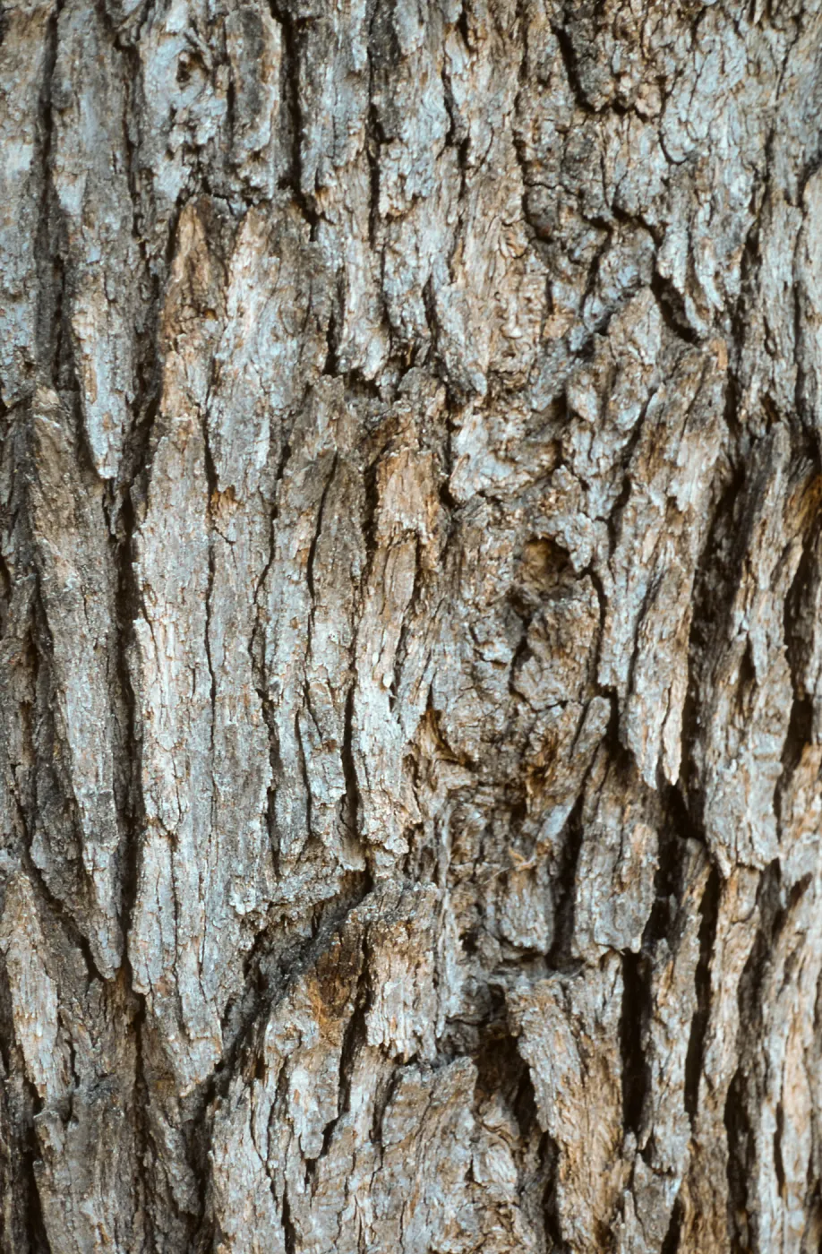 Quercus chrysolepis bark