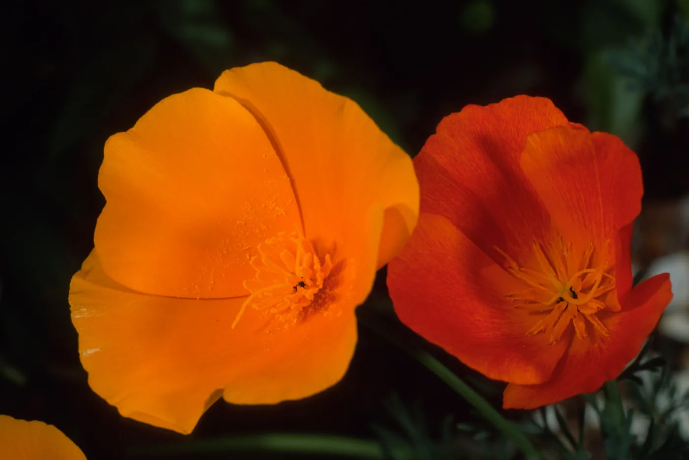 Eschscholzia californica, SBBG