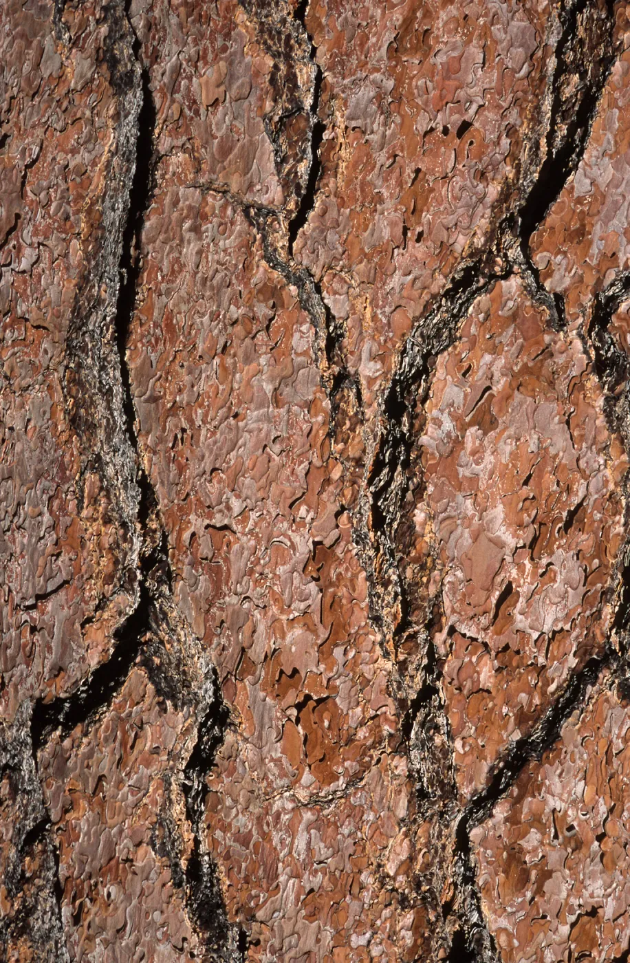 Pinus jeffreyi bark