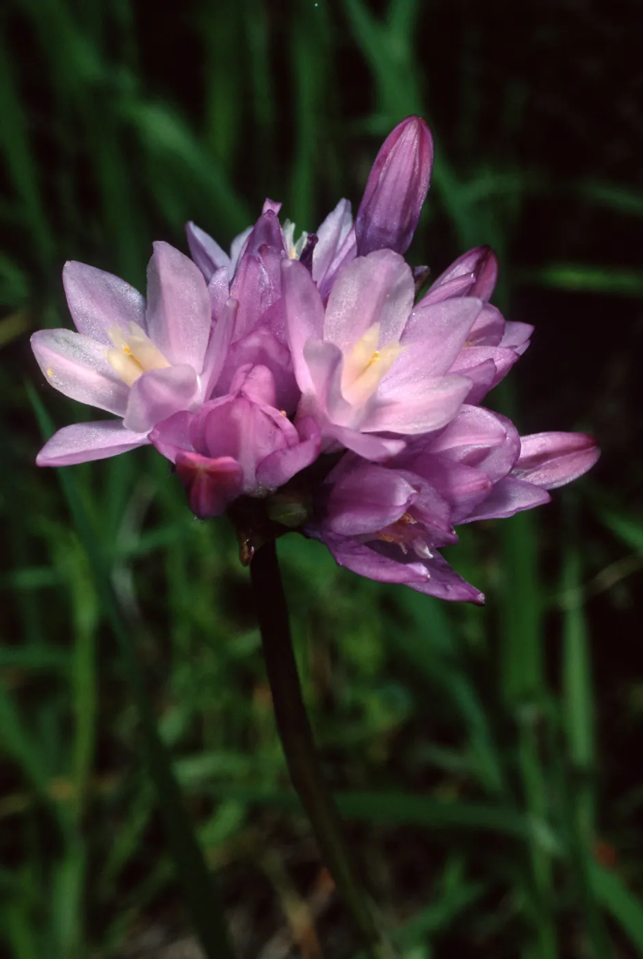 Dichelostemma capitatum, Tunnel Trail