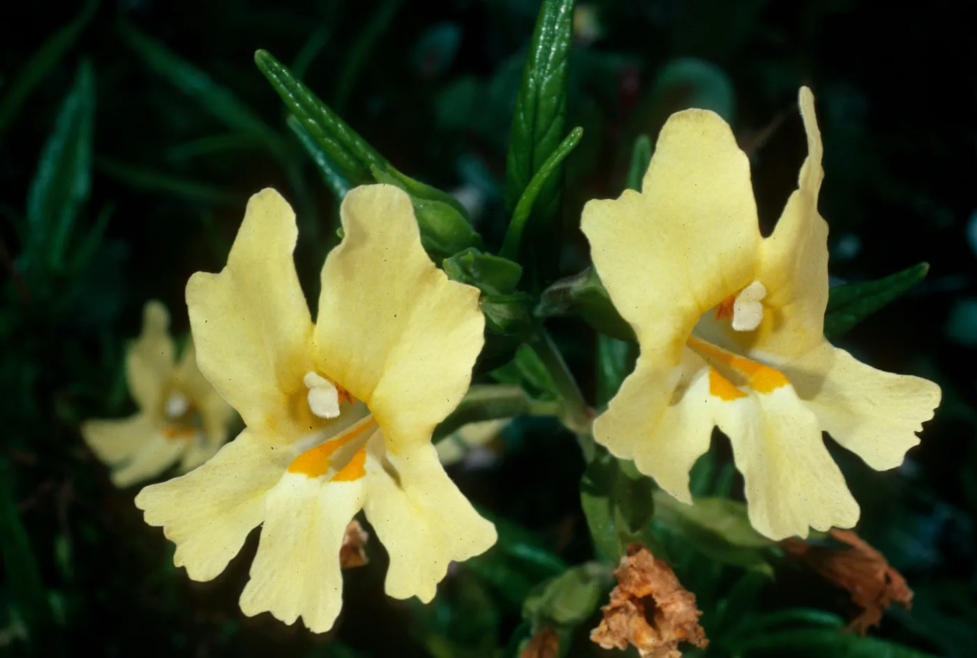 Mimulus longiflorus, Willows Beach