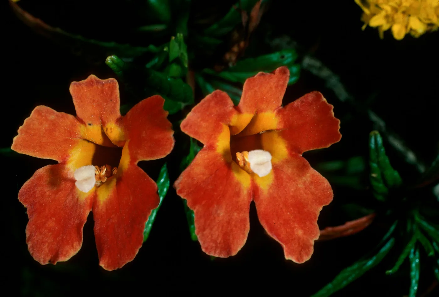 Mimulus longiflorus x flemingii, upper Islay Cyn