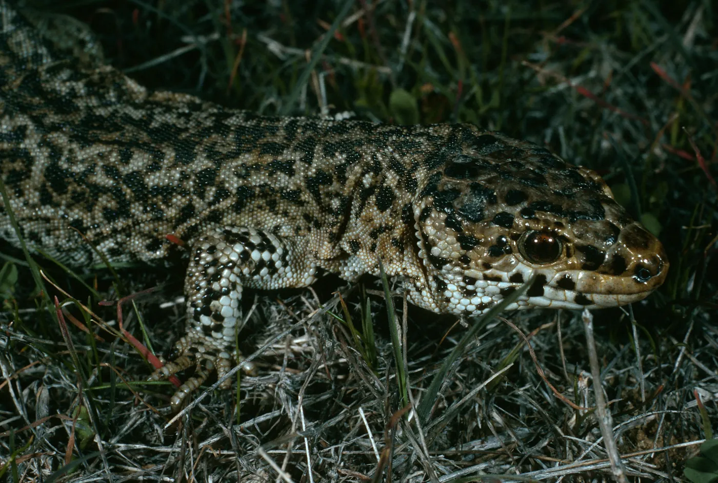 Night lizard, Bldg. 112, San Nicolas Island