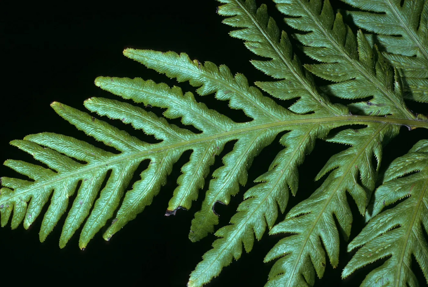 Woodwardia fimbriata, SBBG, West of meadow
