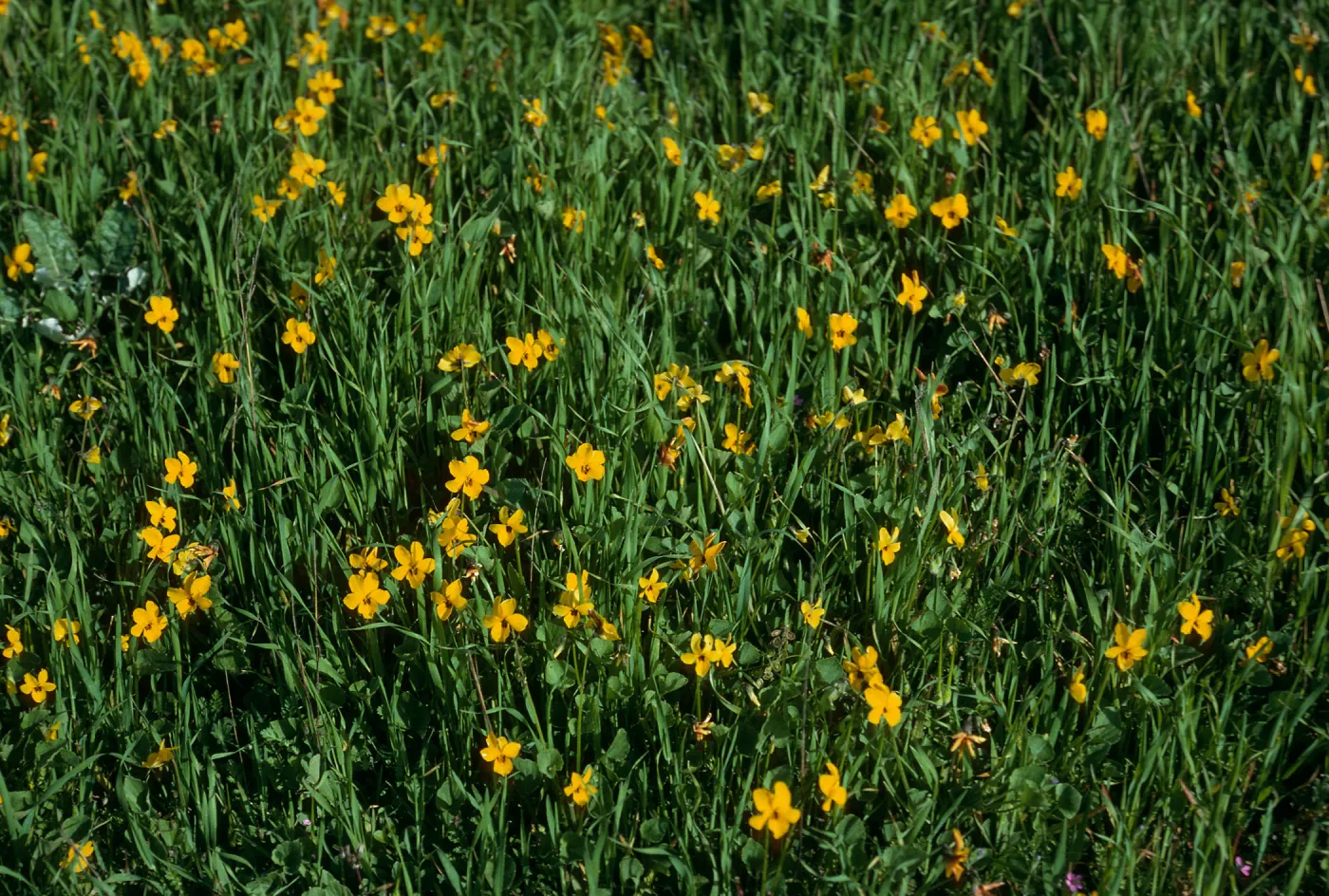 Viola pedunculata, Navy road at Mt. Pleasant, Santa Cruz Island
