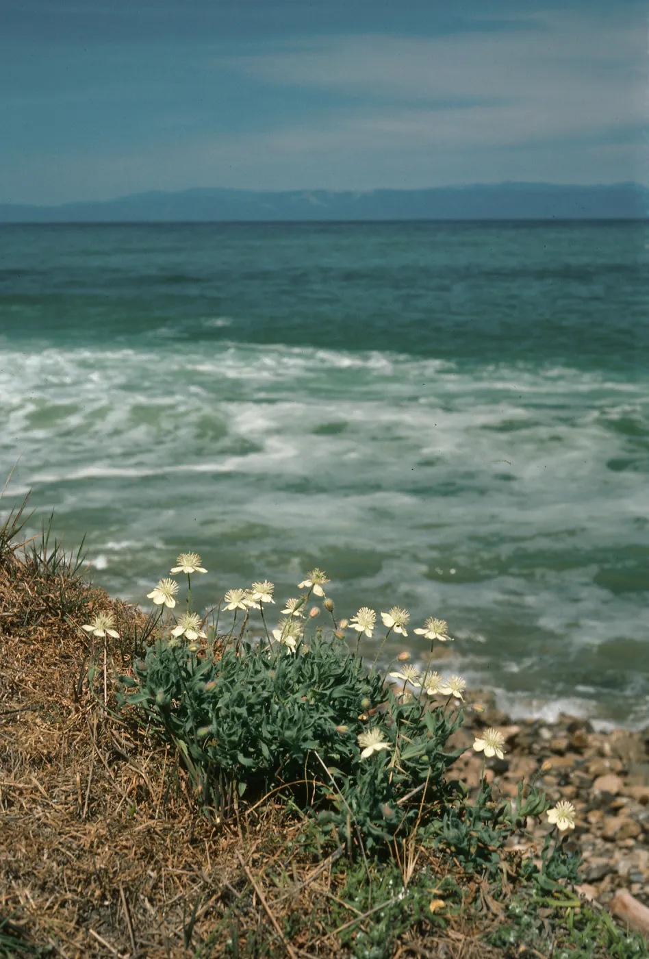 Platystemon, Fishing shack, China Harbor, Santa Cruz Island