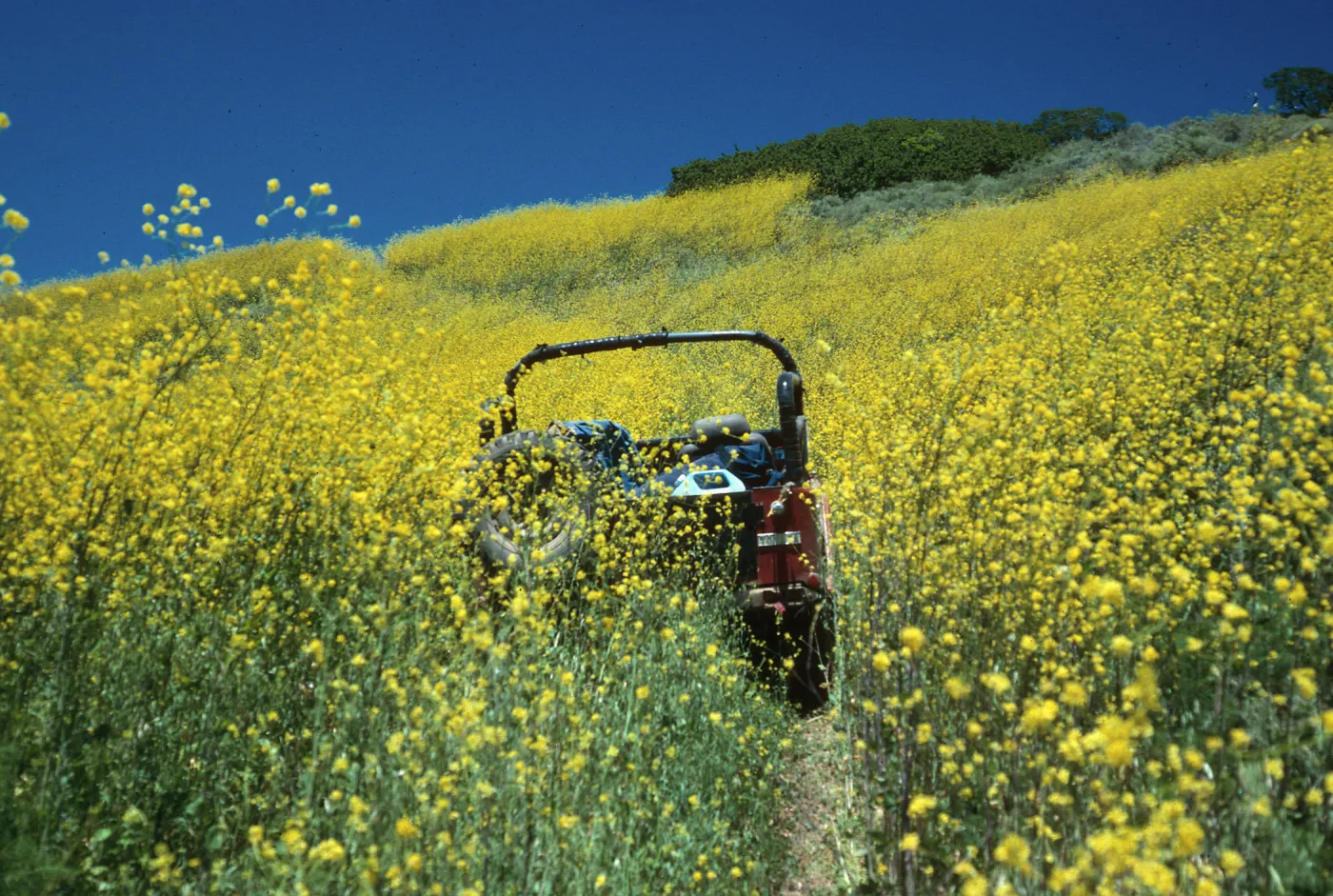 Brassica nigra, road up to valley peak
