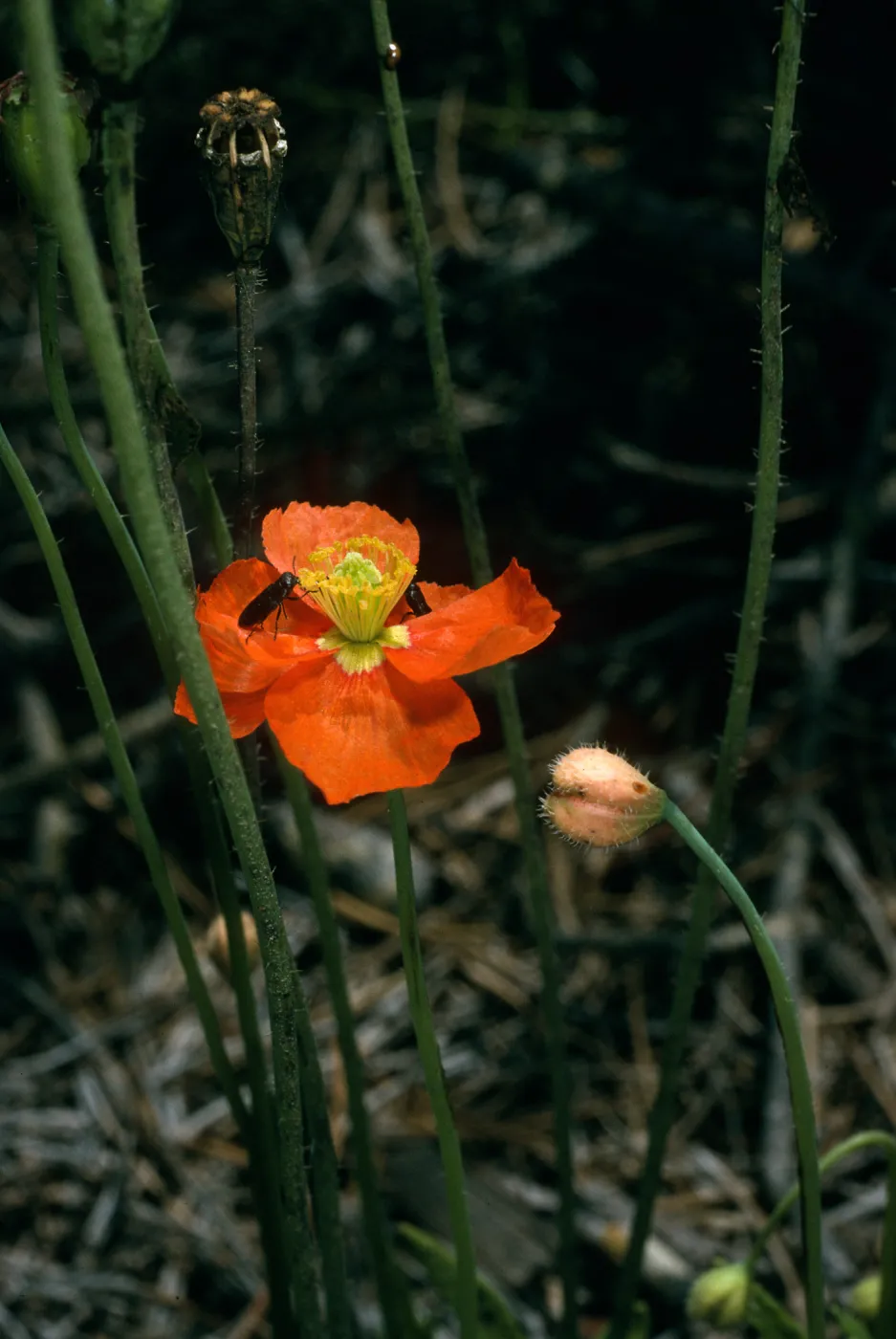 Papaver californicum, Christy Pines, S. Cruz I.