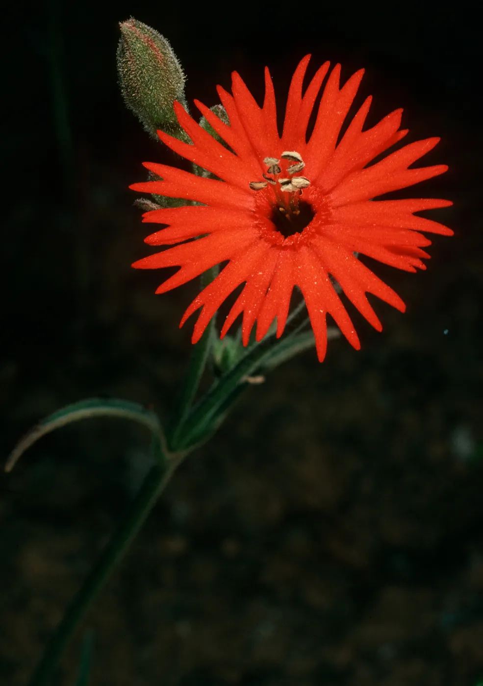 Silene laciniata, Santa Cruz Island