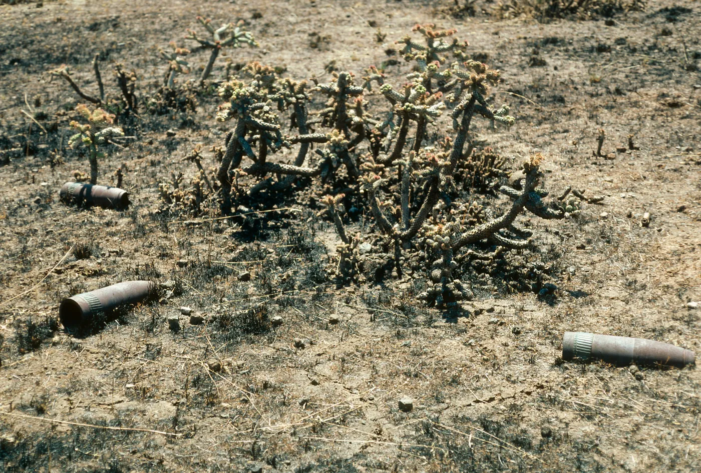 Unexploded shells, burned Opuntia prolifera, San Clemente Island
