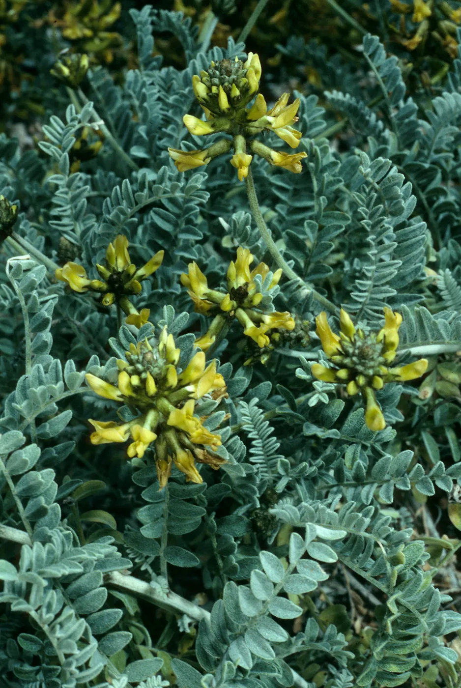 Astragalus nevinii, San Clemente Island