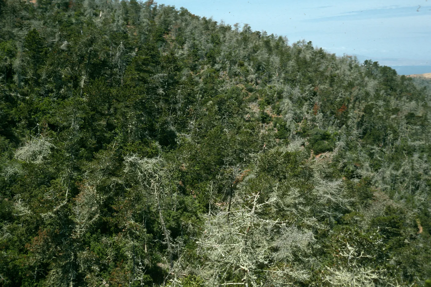 Christy pines, from top of Centinela Grade, Santa Cruz Island