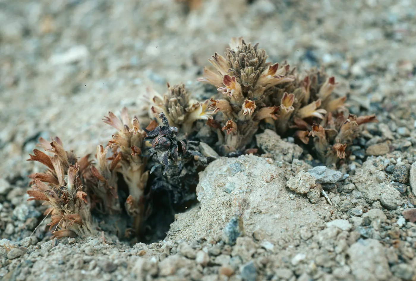 Orobanche parishii brachyloba, Christy Beach, Santa Cruz Island