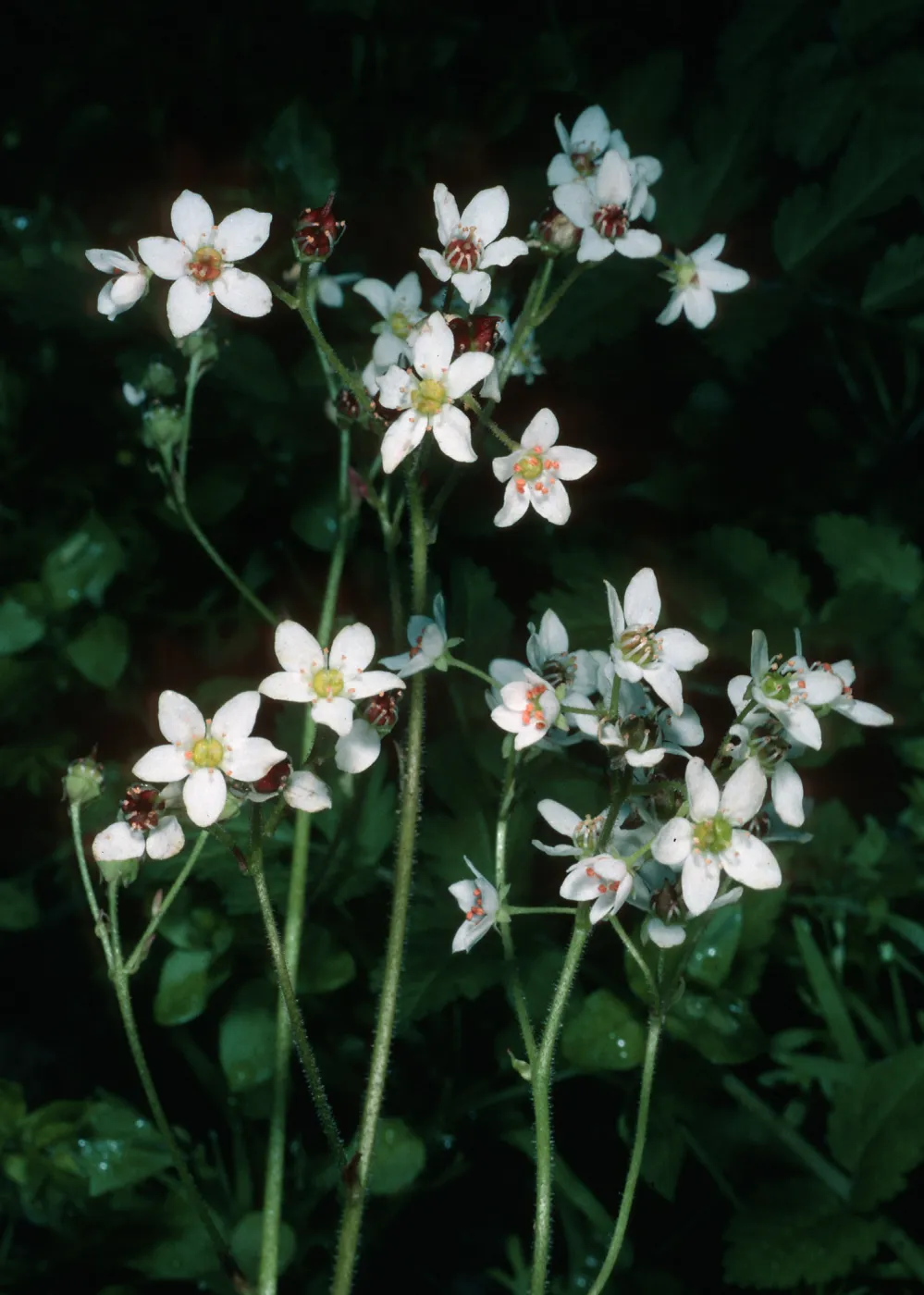 Saxifraga californica, Santa Cruz Island