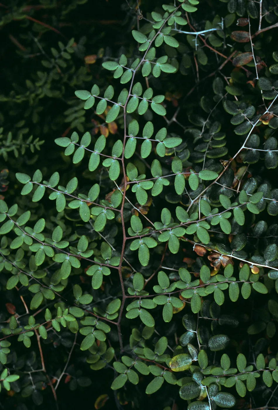Pellaea mucronata, East Jesusita Trail