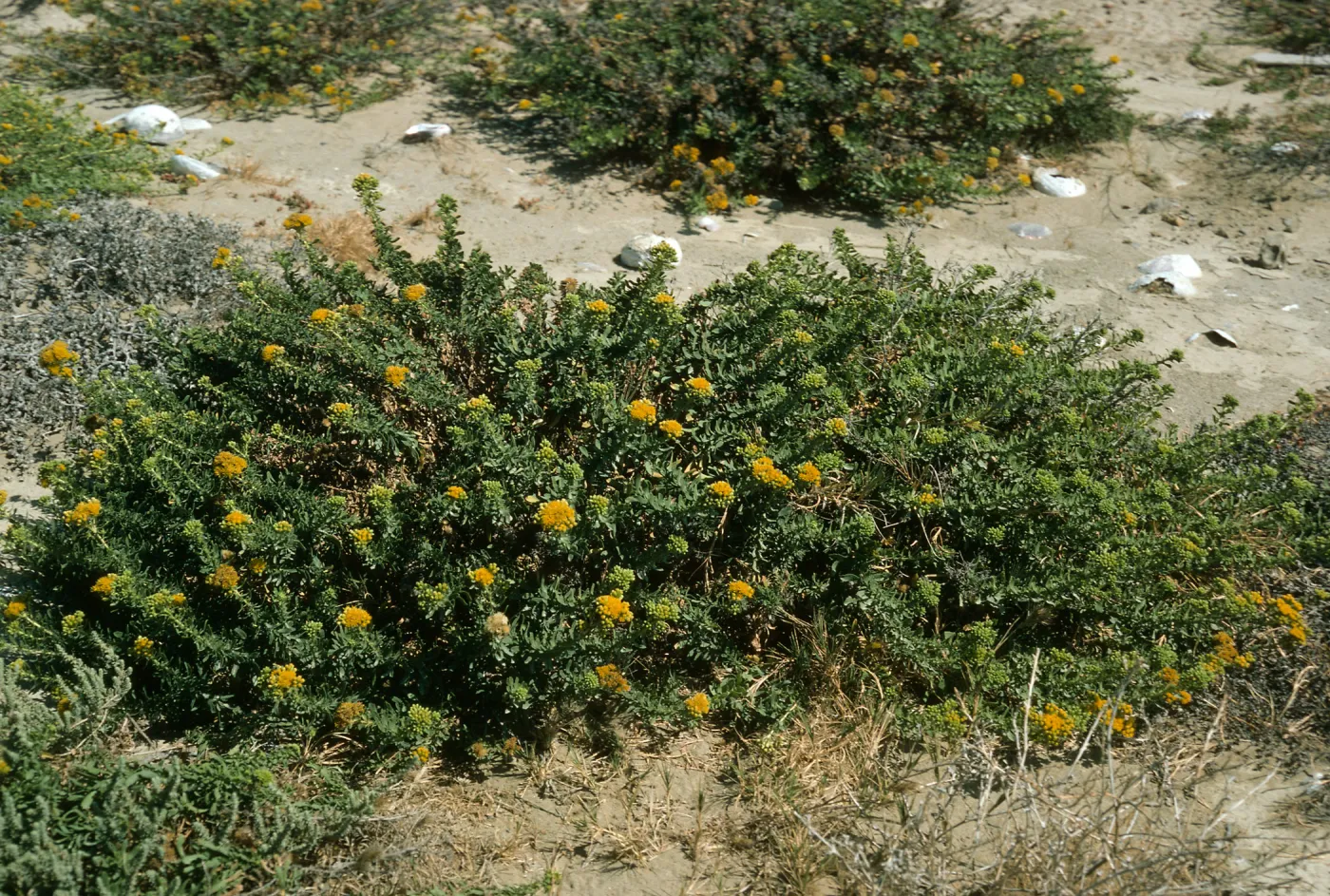 Haplopappus venetus, Daytona Beach, San Nicolas Island
