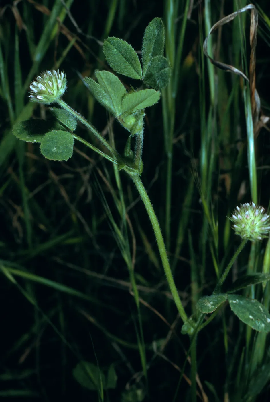 Trifolium microcephalum, SN-798, San Nicolas Island