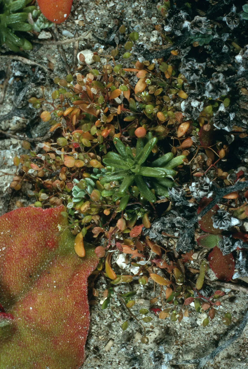 Hutchinsia procumbens, Vizcaino Point, San Nicolas Island